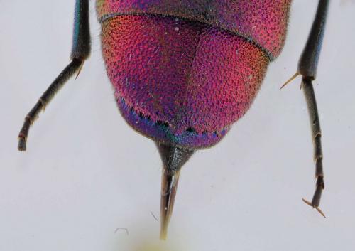 Chrysura refulgens